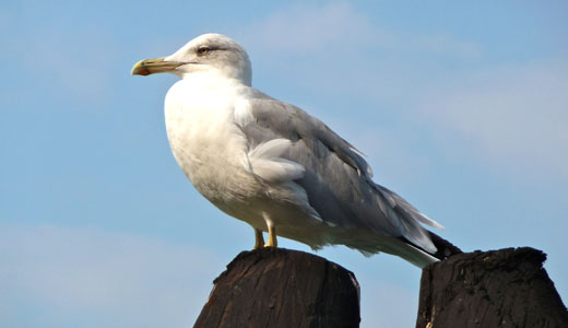 What are the characteristics of a seagull?