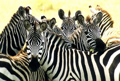 What are the characteristics of a zebra herd?
