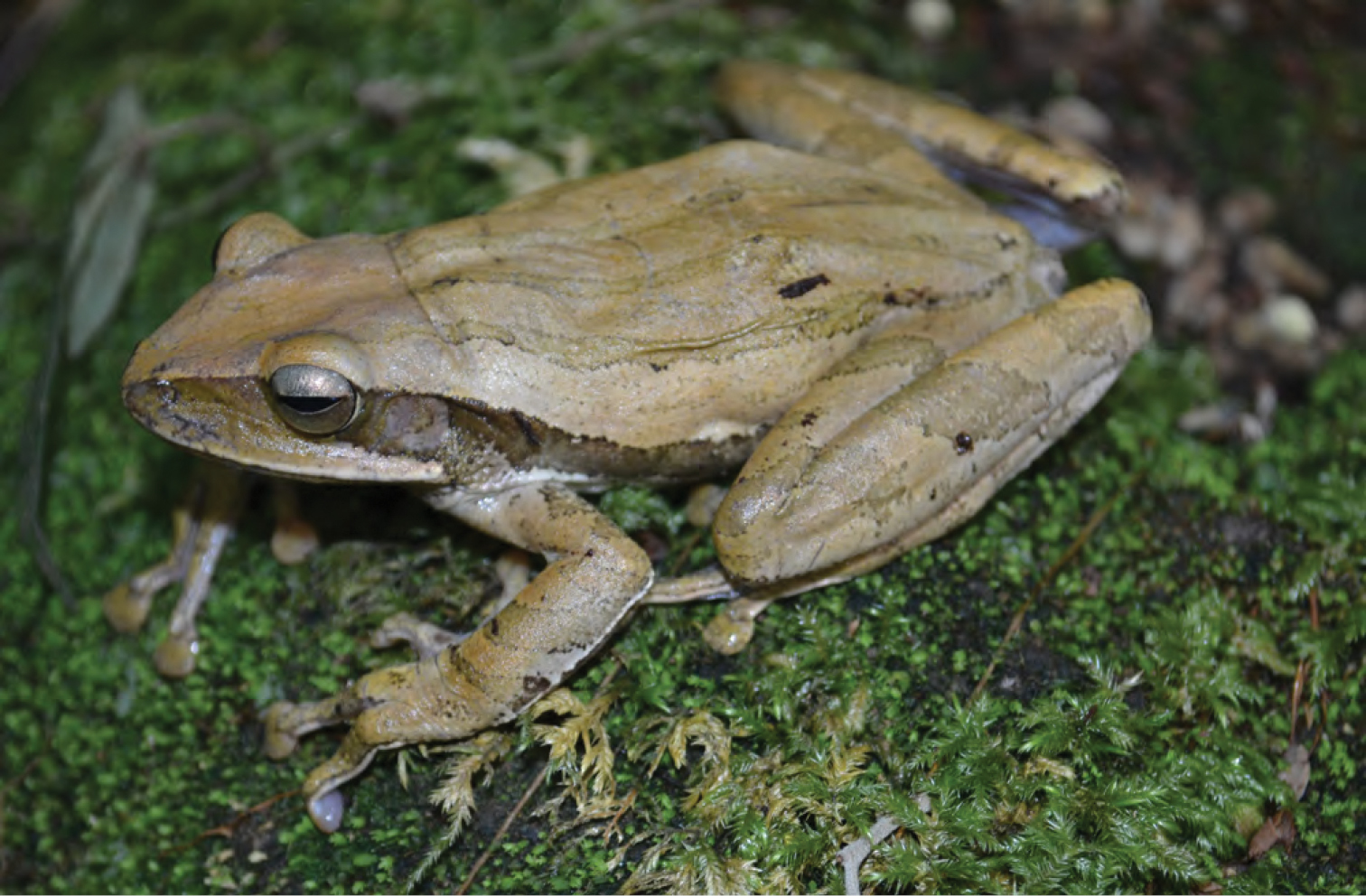 What are the characteristics of an Asian tree frog?