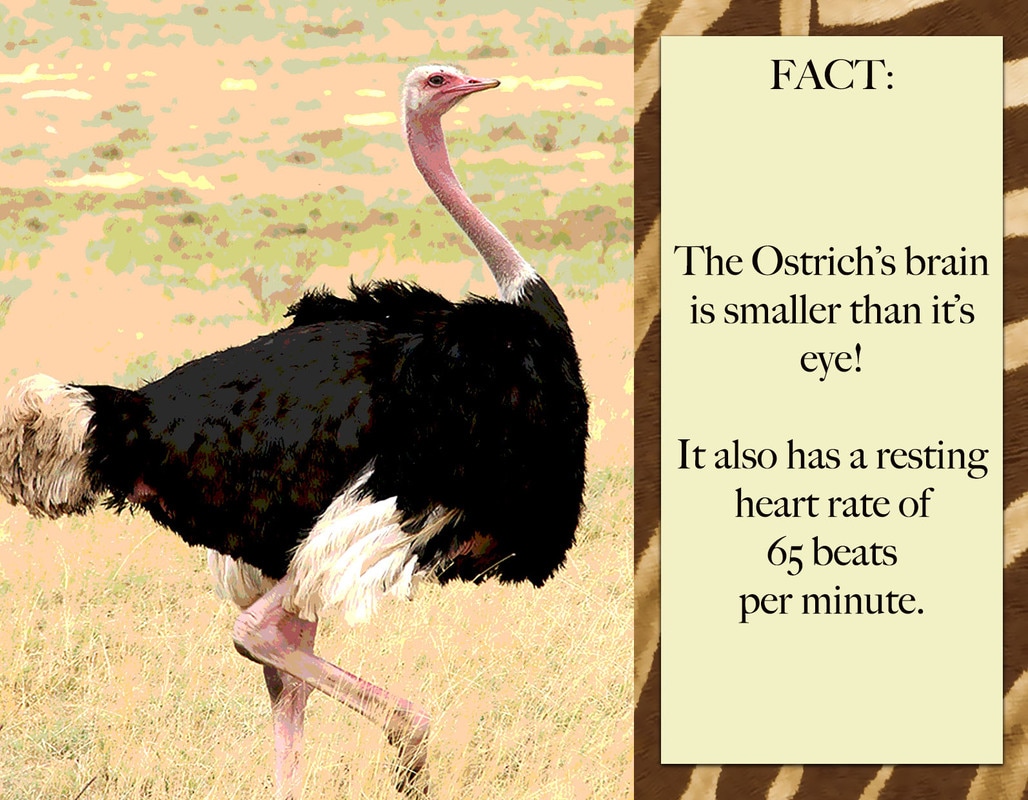 What are the characteristics of an ostrich?