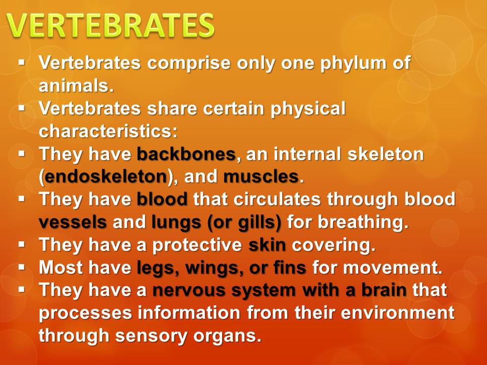 What are the characteristics of vertebrates?