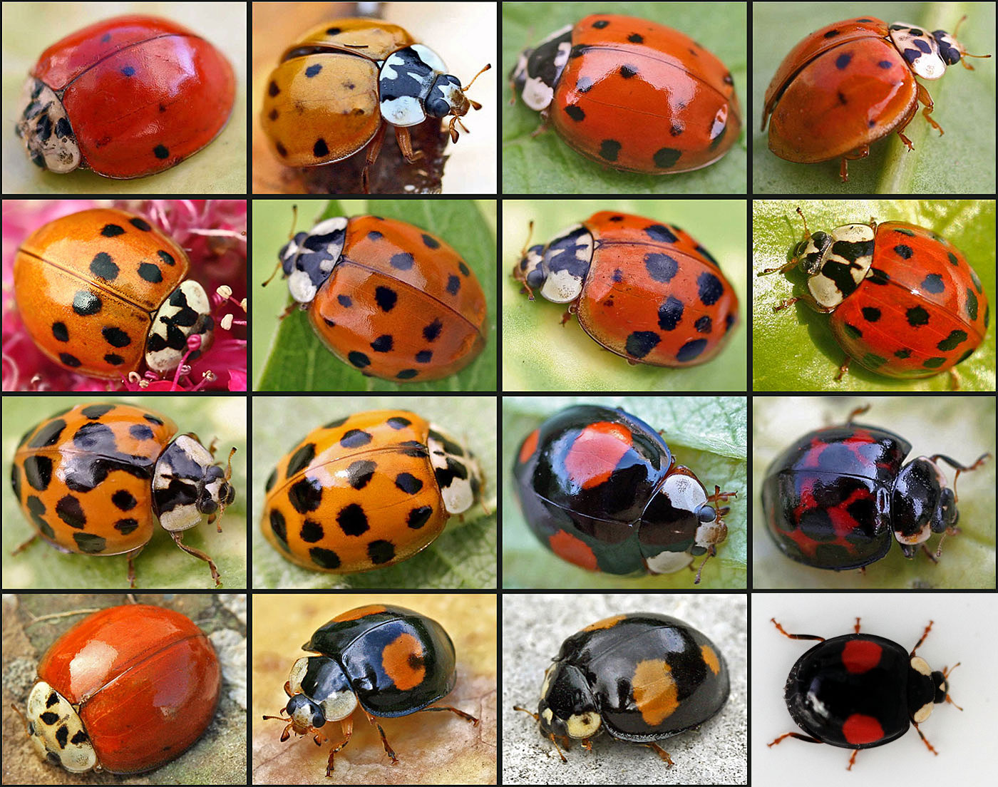 What are the different colors of ladybugs?