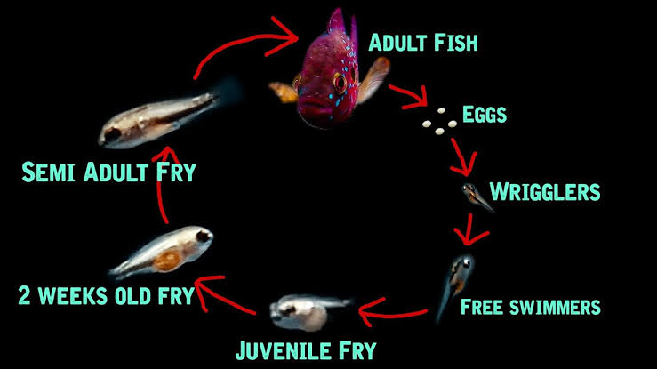 What are the different stages of Fry development?