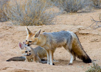 What are the different types of African Foxes?