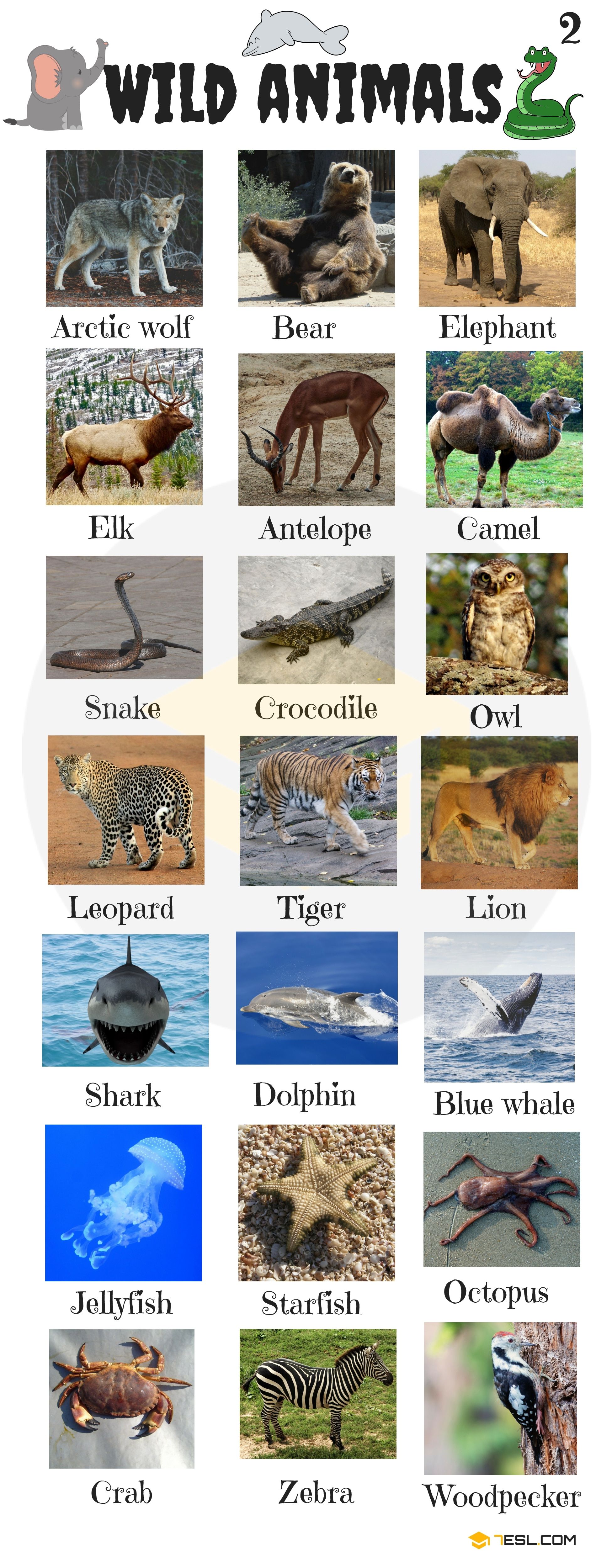 What are the different types of animal names?