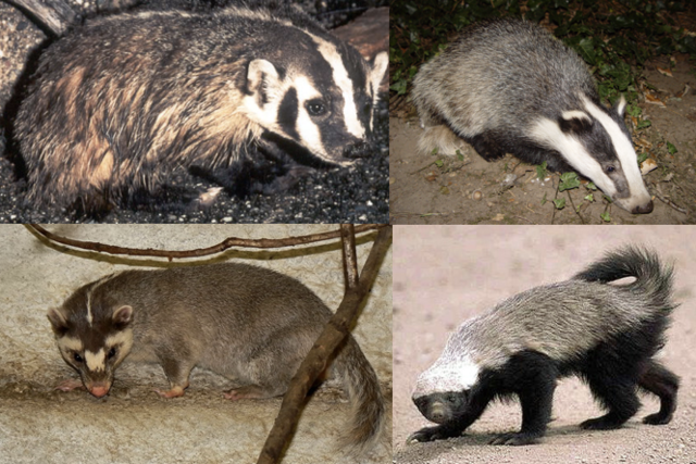 What are the different types of Badger settlements?