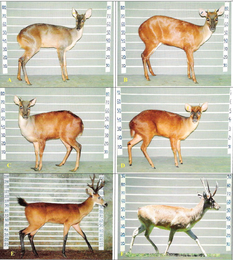 What are the different types of deer in South America?