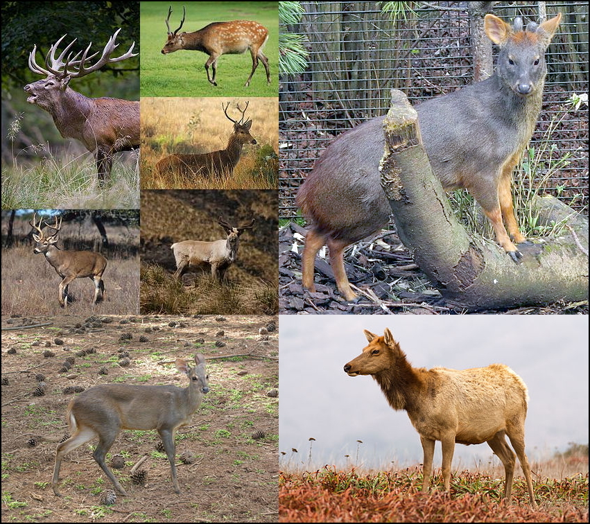 What are the different types of deer in the world?