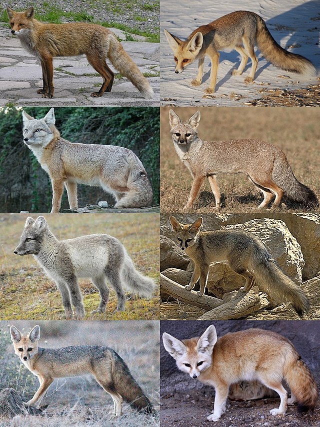 What are the different types of foxes other than Vulpes?