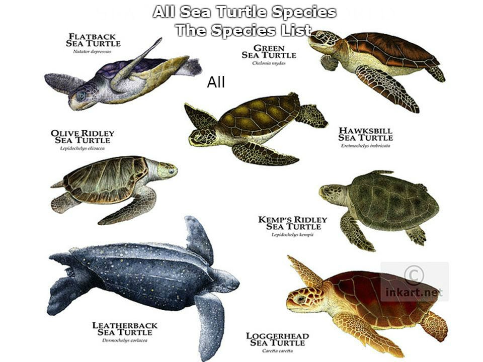 What are the different types of green turtles?