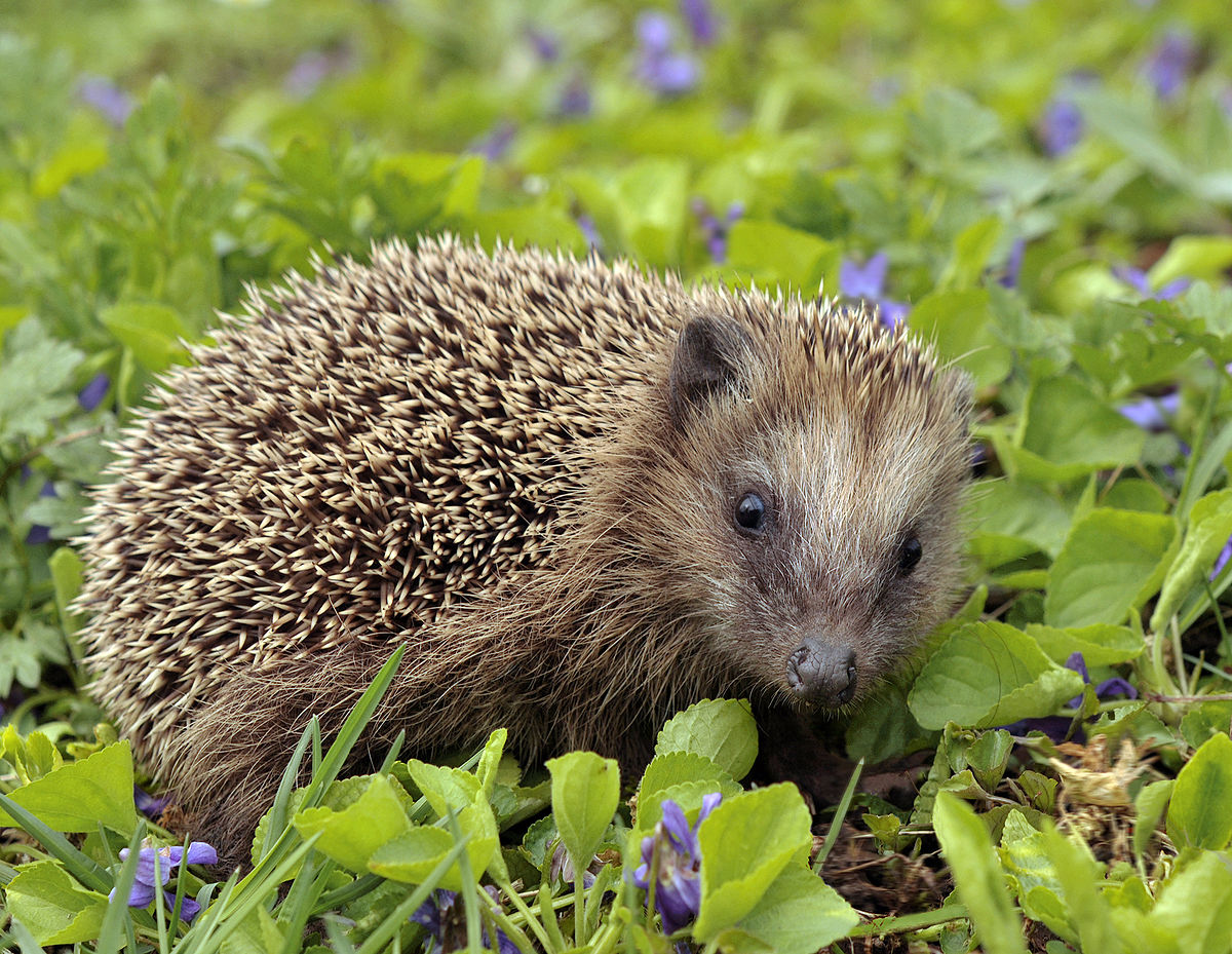 What are the different types of hedgehogs?