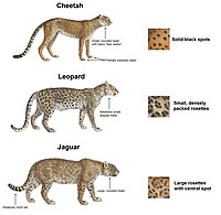 What are the different types of jaguars?