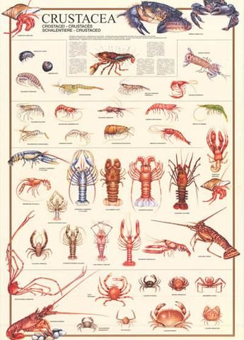 What are the different types of lobsters?