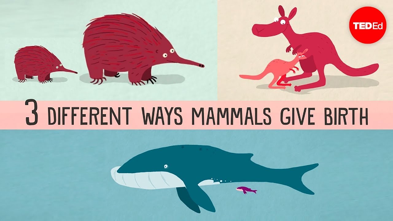What are the different types of mammals that give birth?