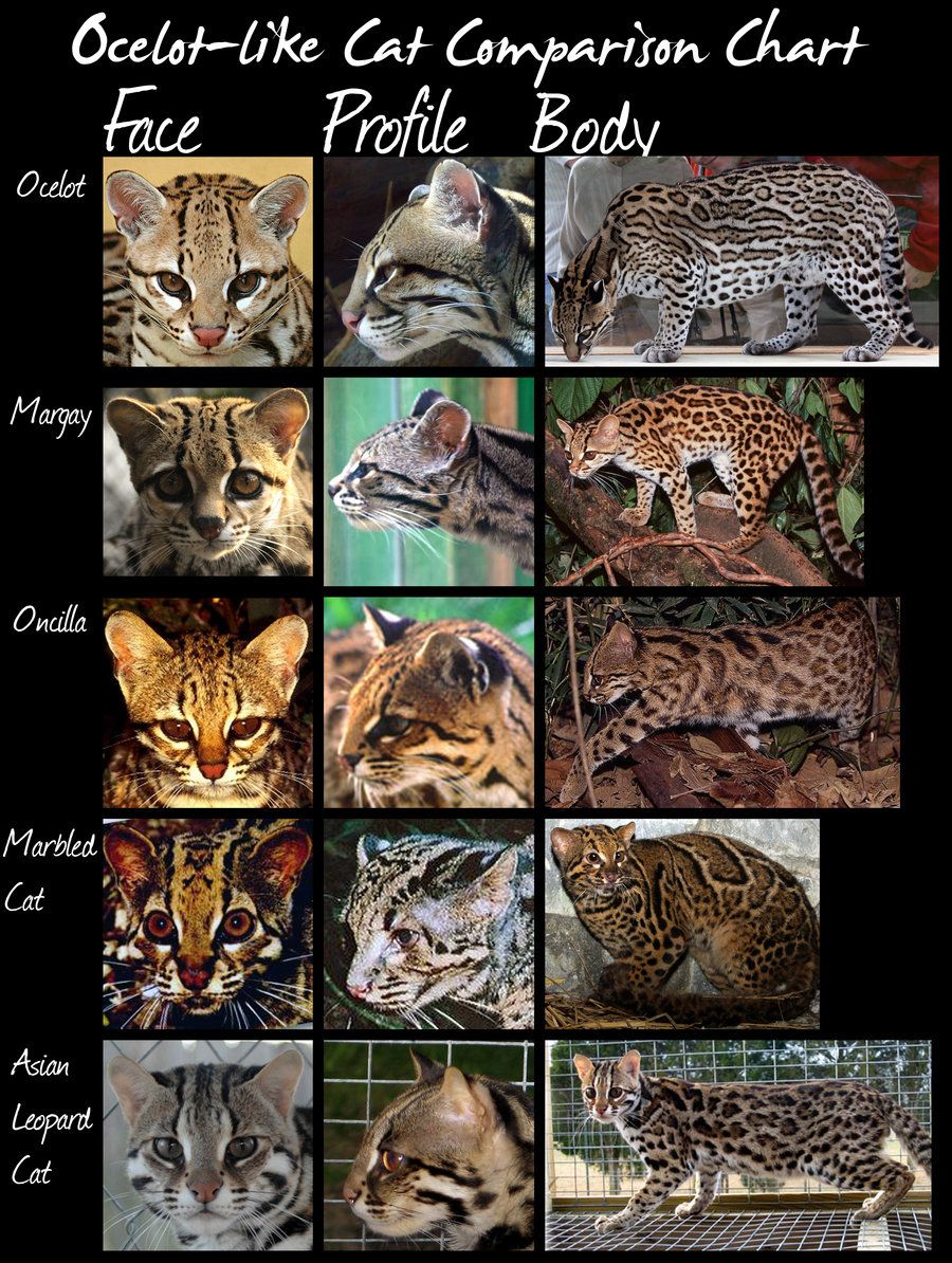 What are the different types of ocelots?