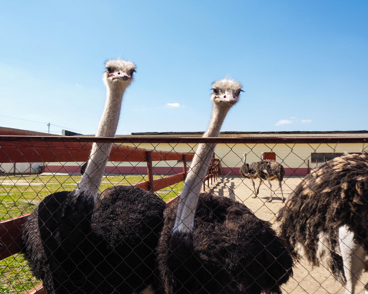 What are the different types of ostriches?