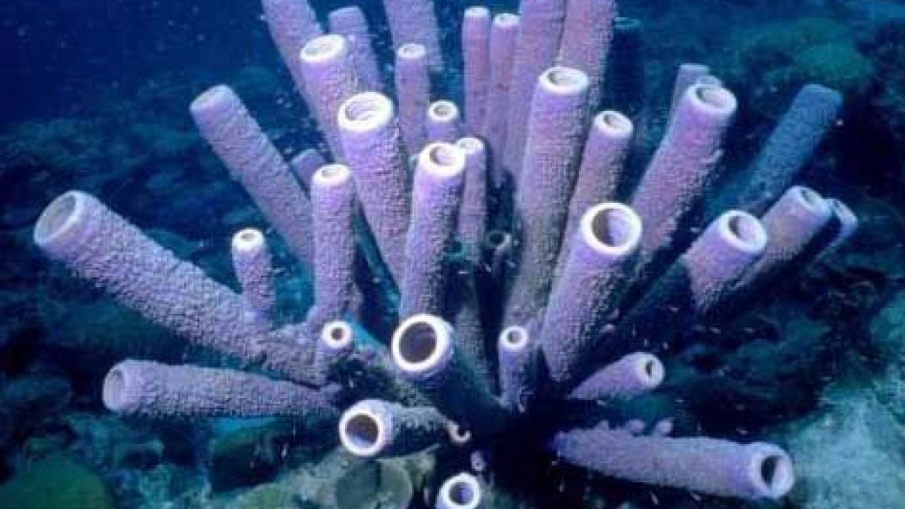 What are the different types of sea sponges?