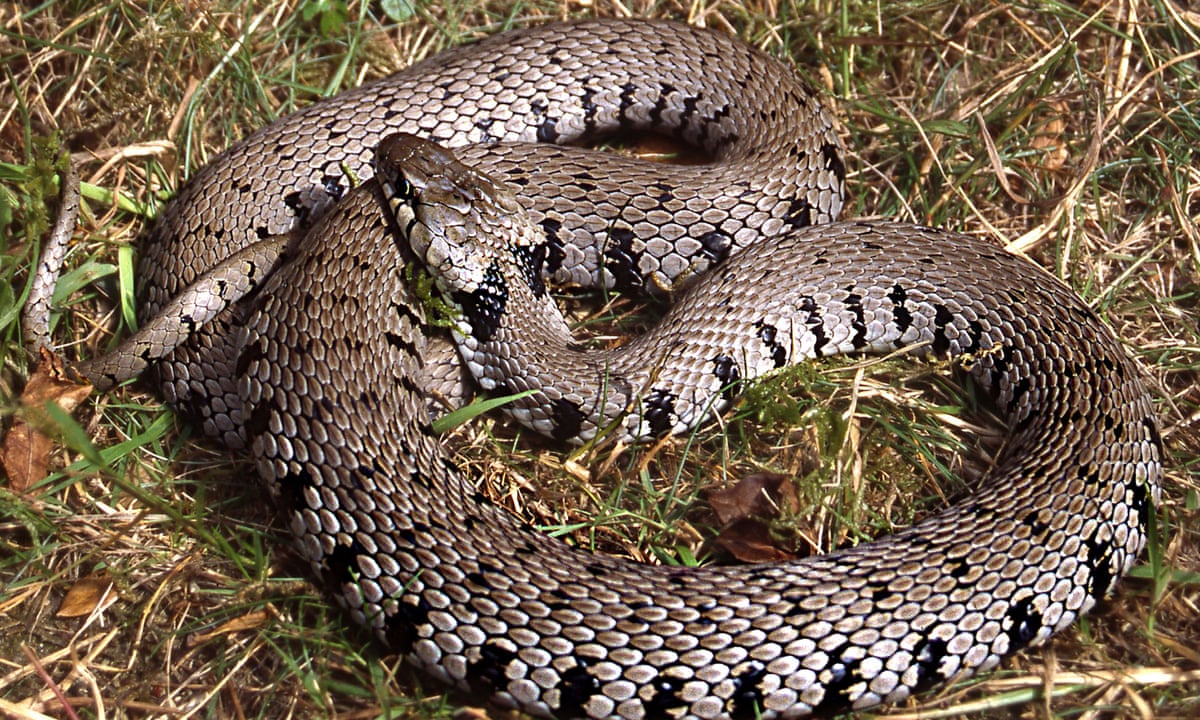 What are the different types of snakes in the UK?