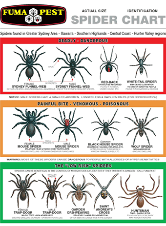 What are the different types of spiders in Sydney?