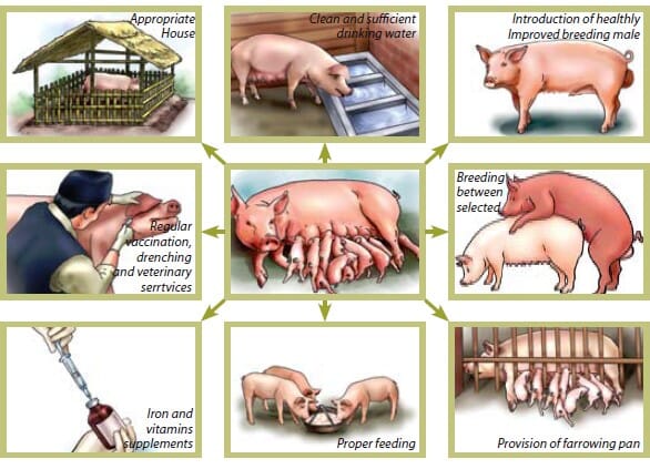 What are the different types of swine production systems?