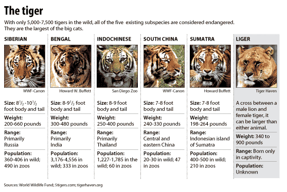 What are the different types of tigers around the world?