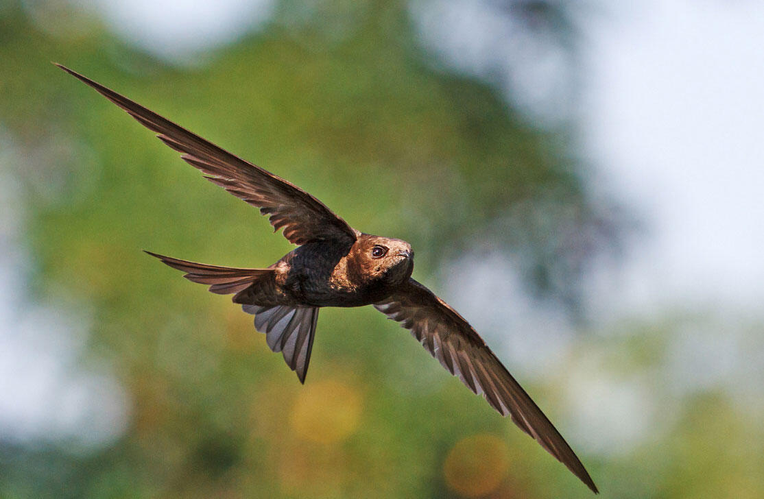What are the fastest flying birds in the world?