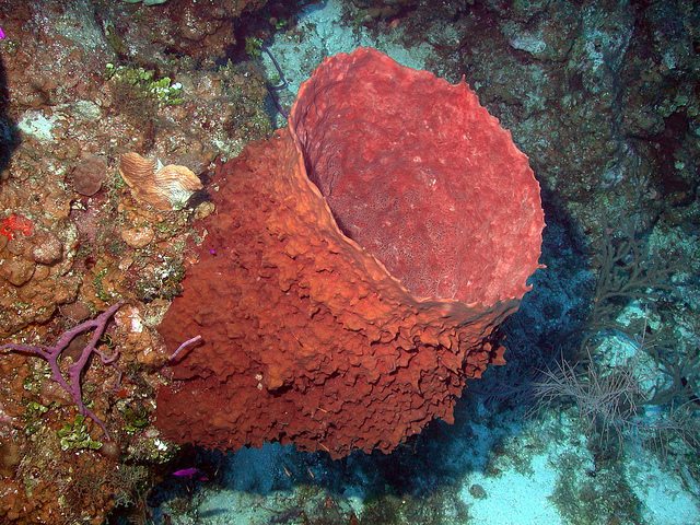 What are the five different types of sponges?