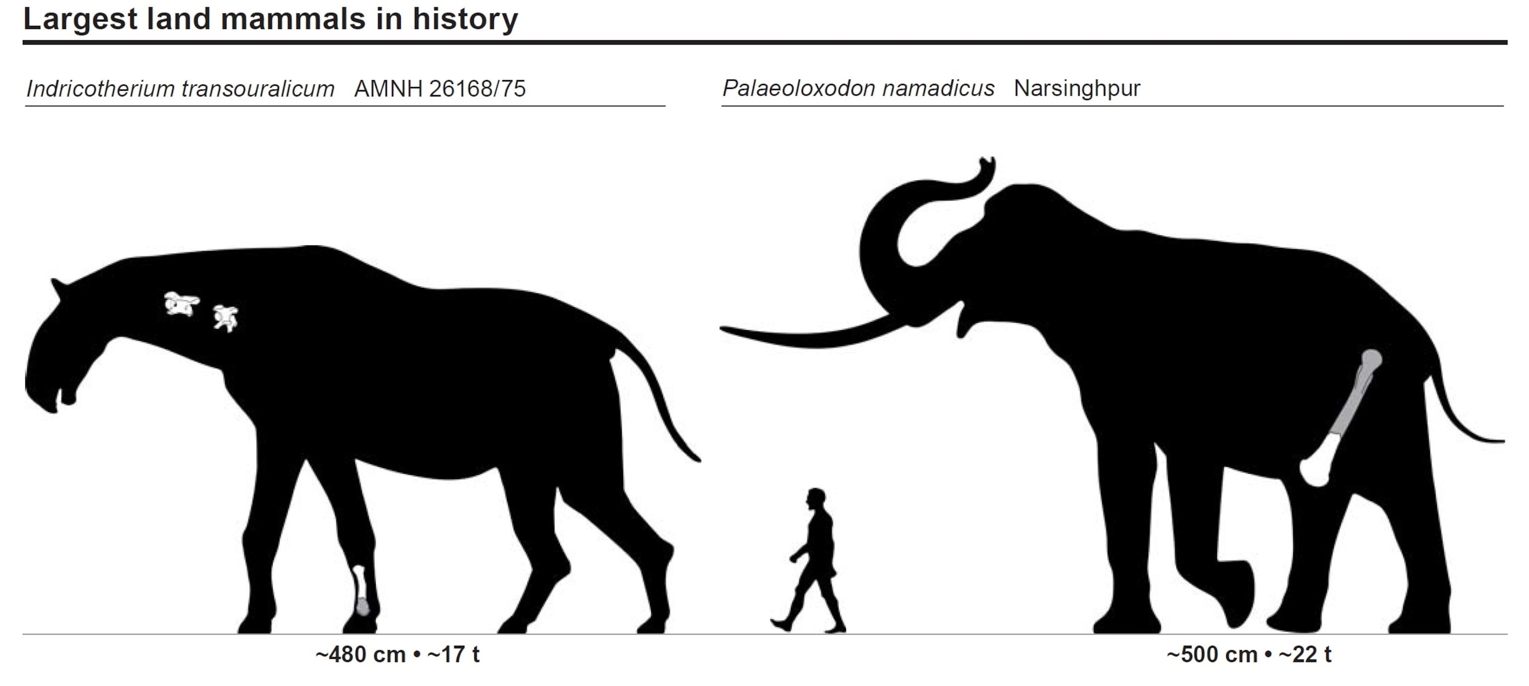 What are the five largest land mammals on Earth?