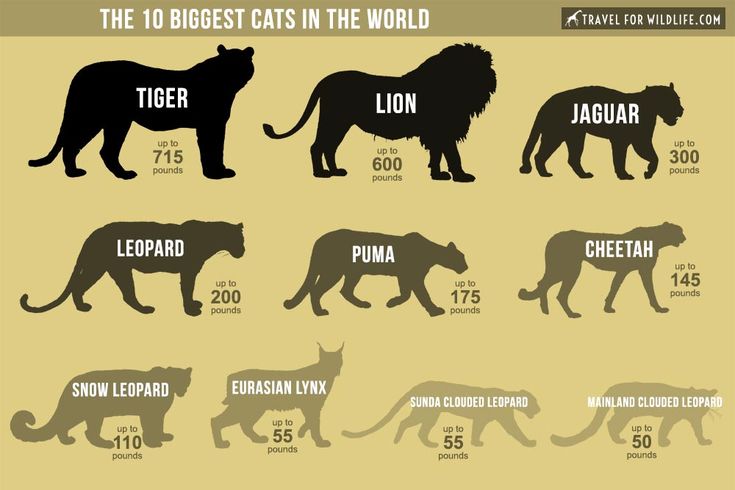 What are the five main big cats?