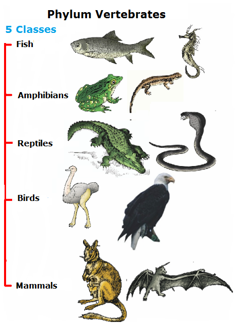 What are the five smaller groups of vertebrates?