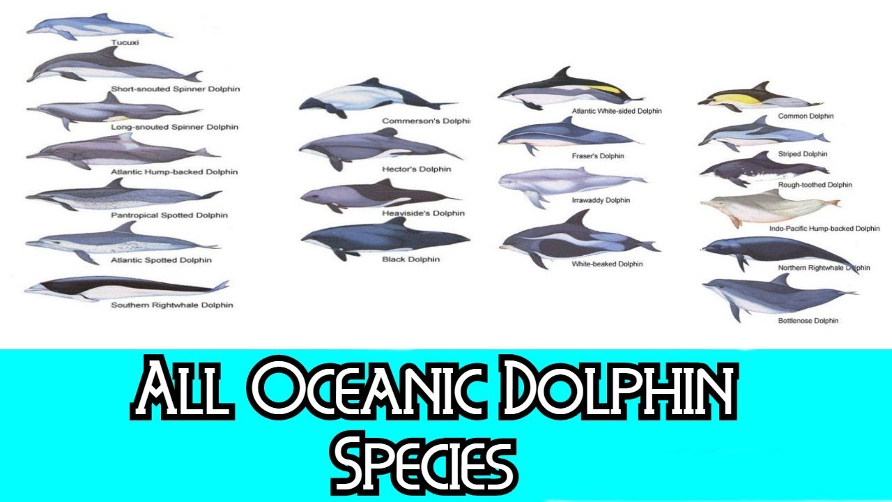 What are the five types of dolphins?