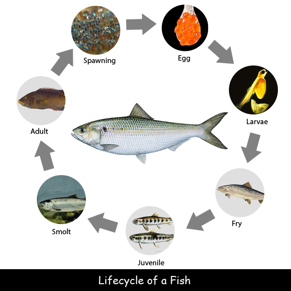 What are the four stages of life cycle of fish?
