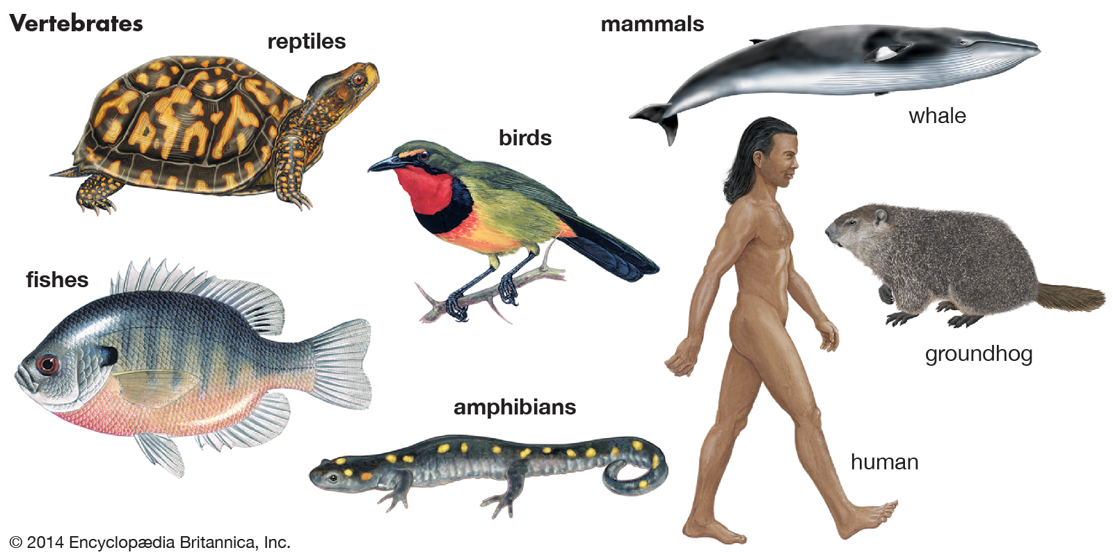 What are the group of vertebrates?
