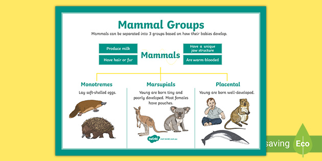 What are the groups of mammals?