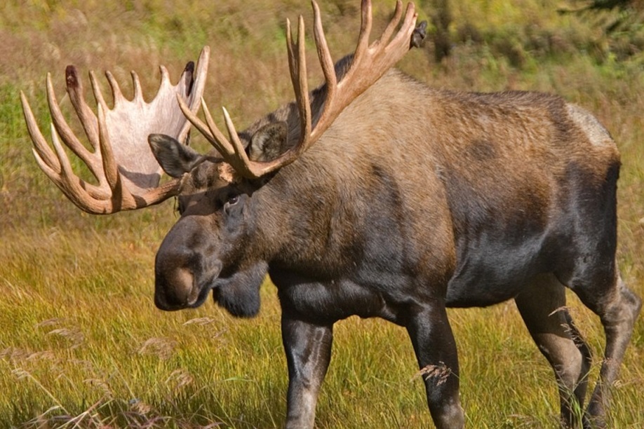 What are the largest species of deer and antelope in the world?
