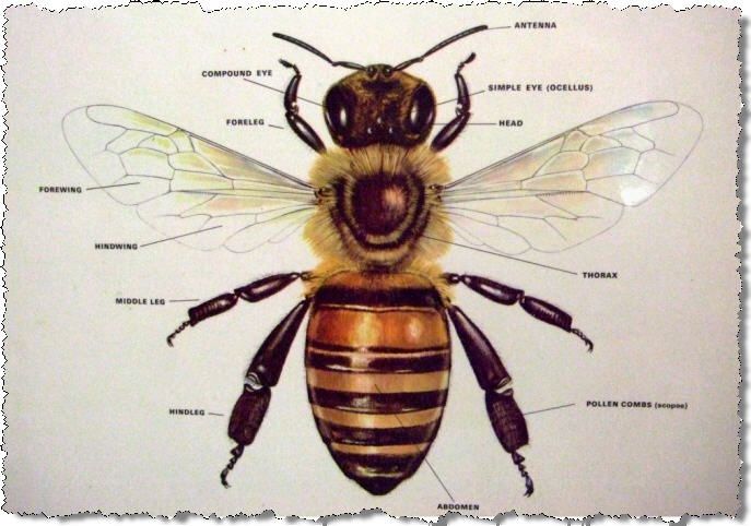 What are the main body parts of a honey bee?