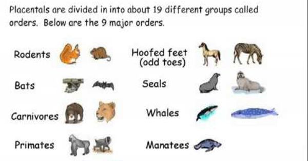 What are the main groups of mammals?
