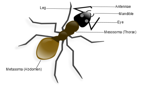What are the main parts of an ant's body?