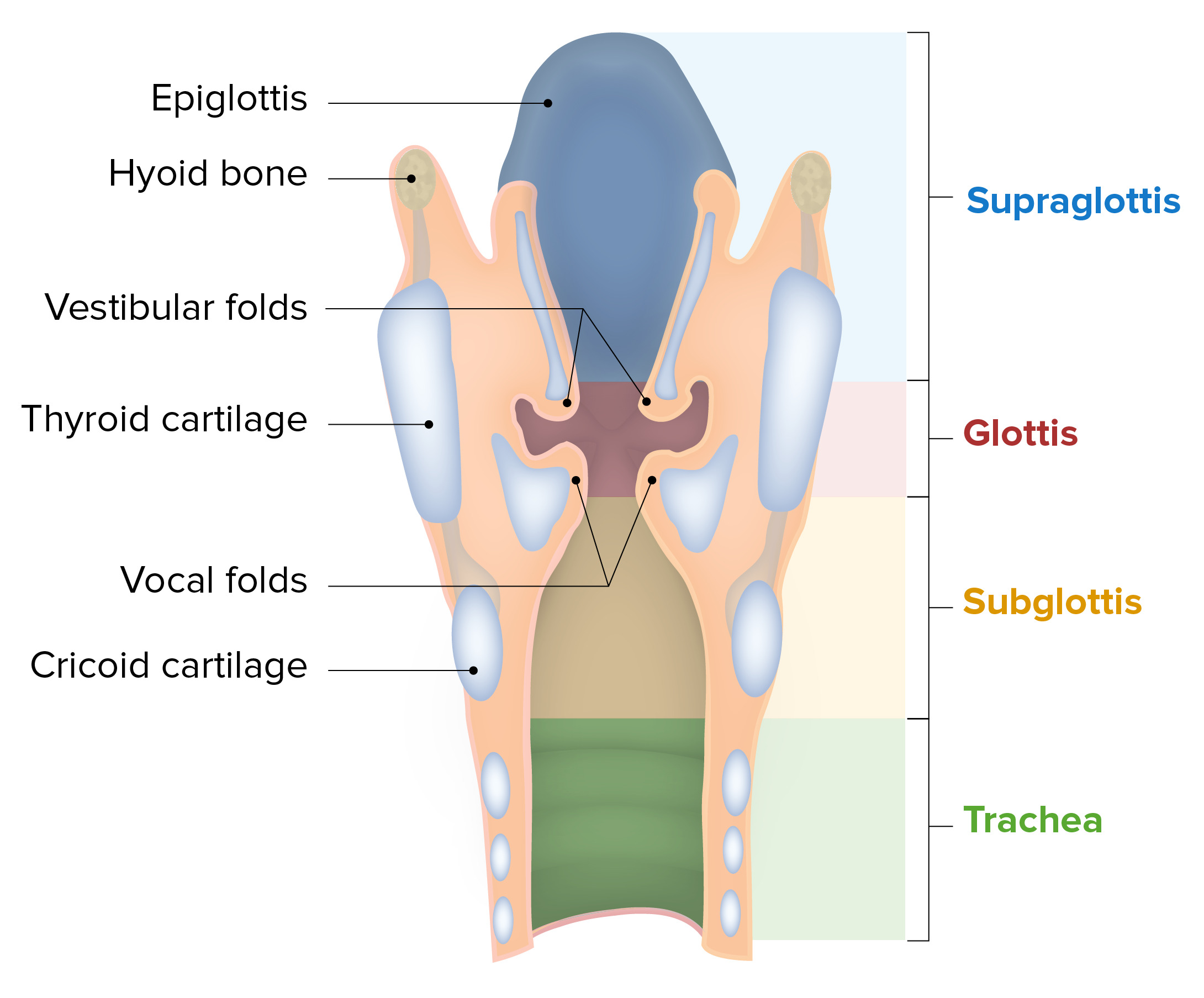What are the major components of the larynx?