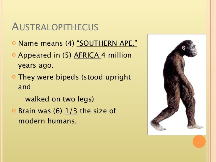 What are the major groups of hominids?