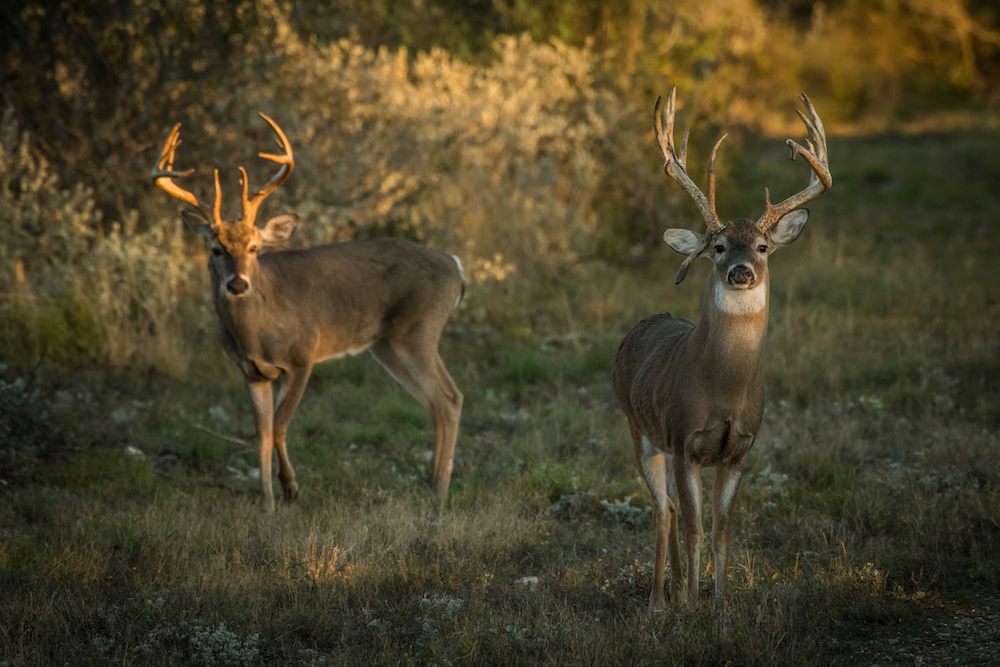 What are the most common deer species in North America?