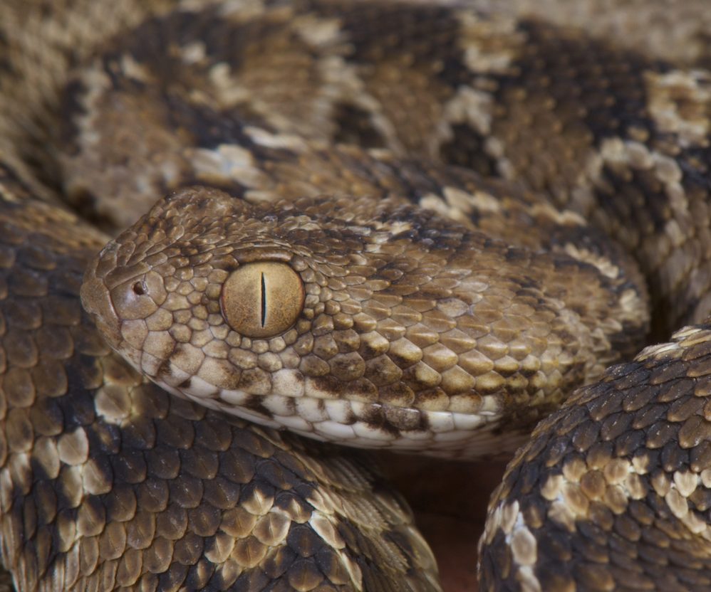 What are the most dangerous animals in the desert?