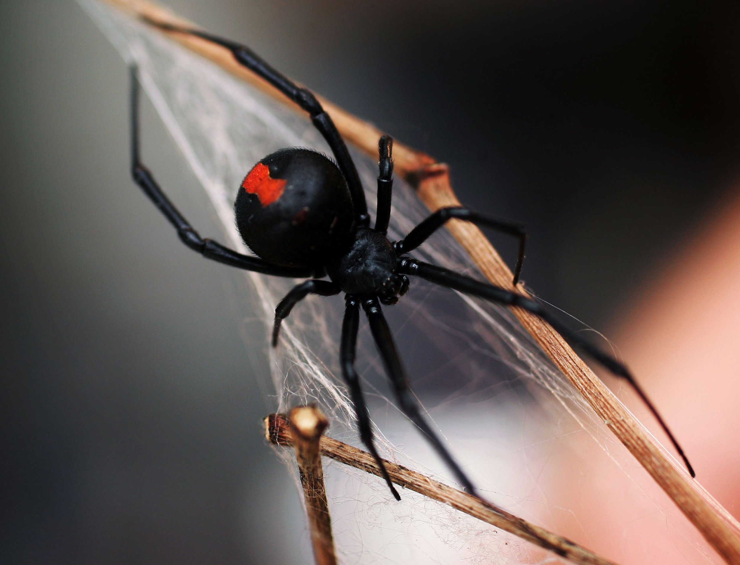 What are the most venomous spiders in Australia?
