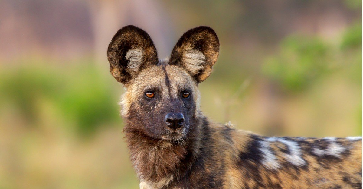 What are the names of the different types of wild dogs?