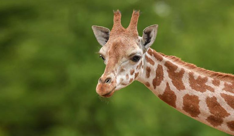 What are the names of the giraffes at Chester Zoo?