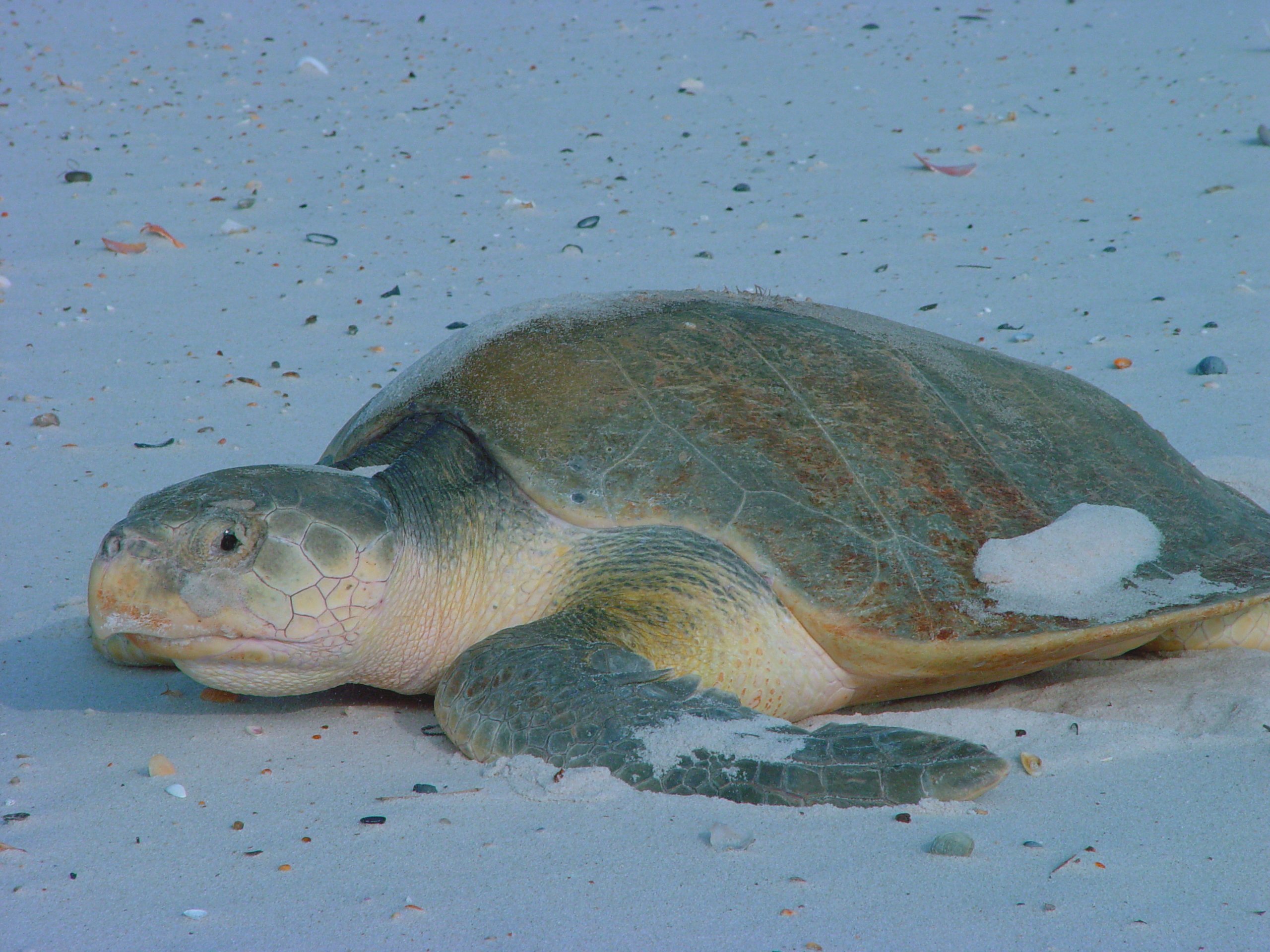 What are the nesting groups of Kemp's ridley sea turtles called?