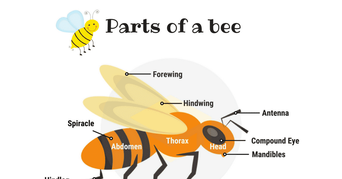 What are the parts of a bee's body?