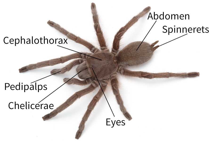 What are the parts of a spider's body?