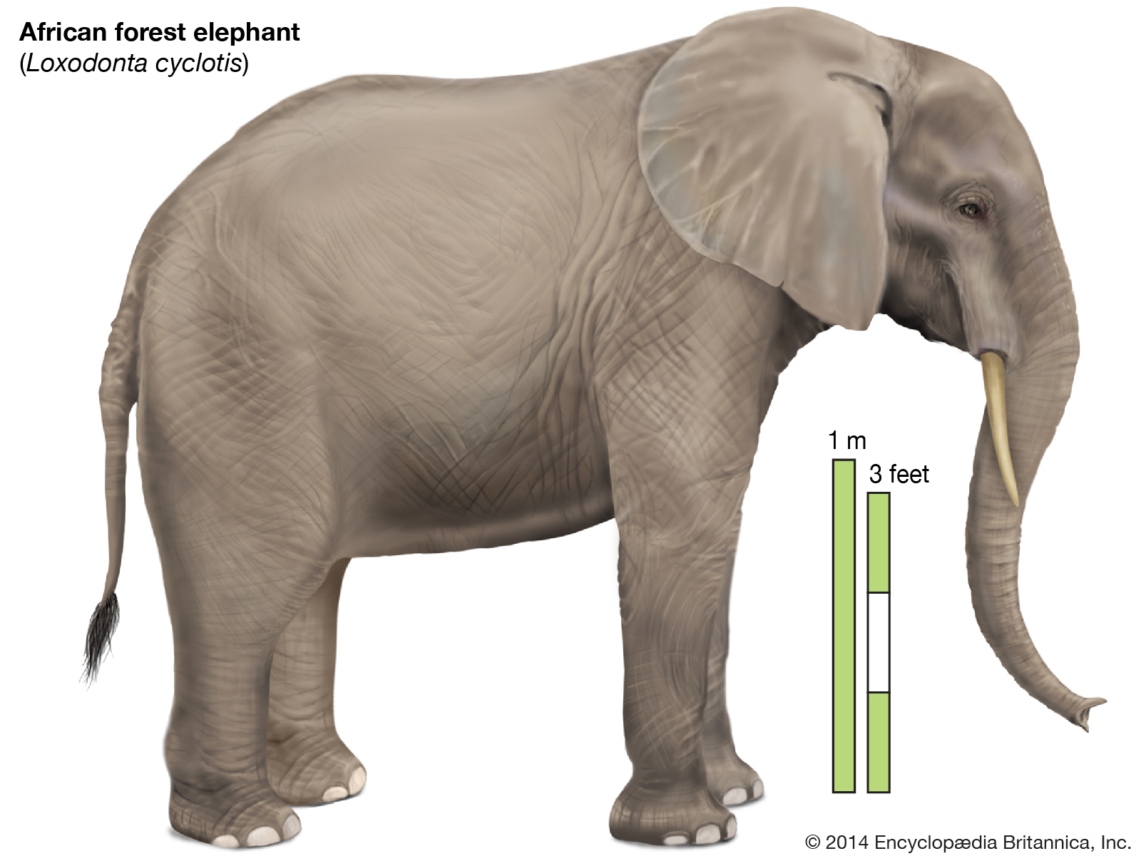 What are the physical features of an elephant?