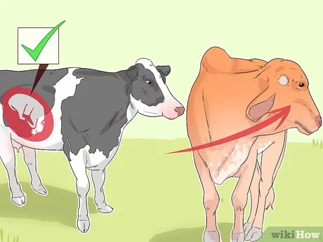 What are the physical signs of giving birth in a cow?